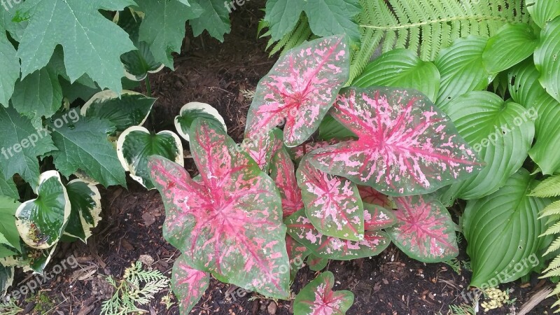 Hosta Cyclamen Ferns Spring Pink