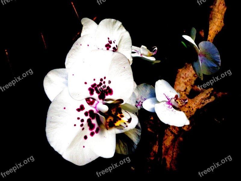 Orchid White Violet Close Up Free Photos