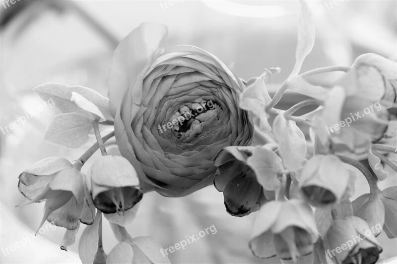 Blossom Bloom Flower Ranunculus Nature