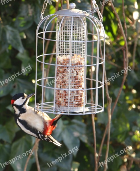 Bird Great Spotted Woodpecker Dendrocopus Major Foraging Plumage