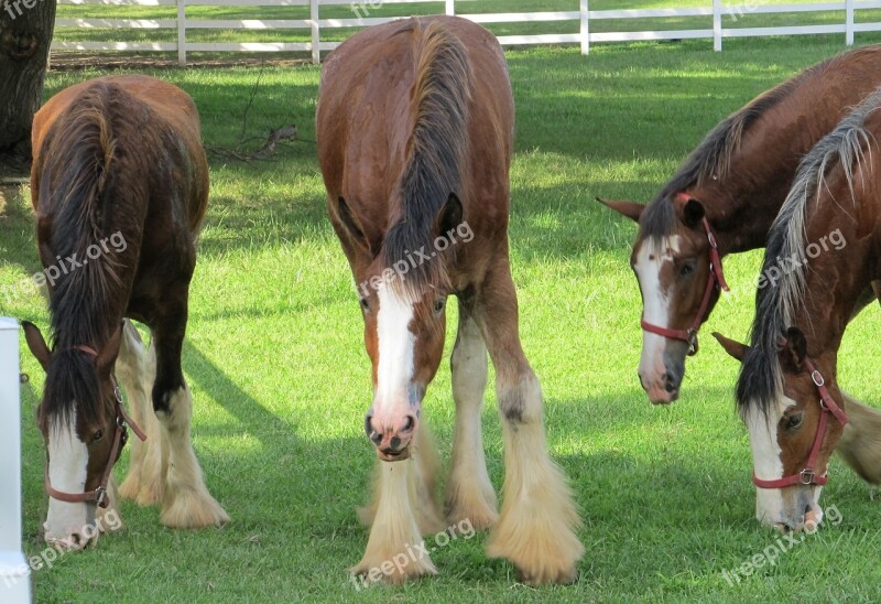 Clydesdales Horses Purebred Yearlings Young