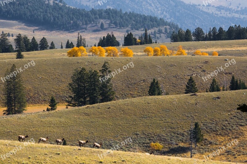 Elk Herd Landscape Scenic Outdoors Nature