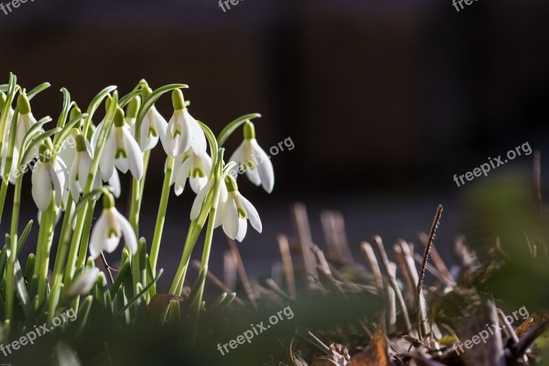 Snowdrop Spring Flowers Signs Of Spring White