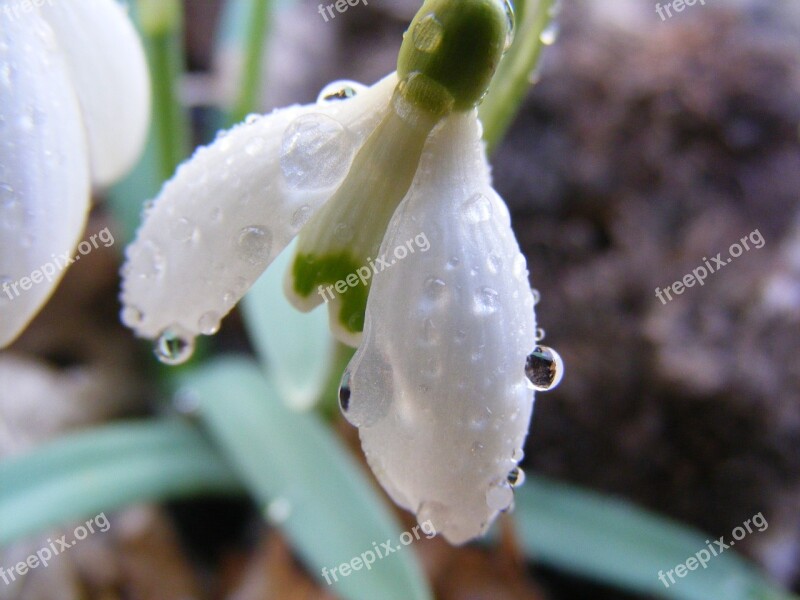 White Snowdrop Flower Spring Nature