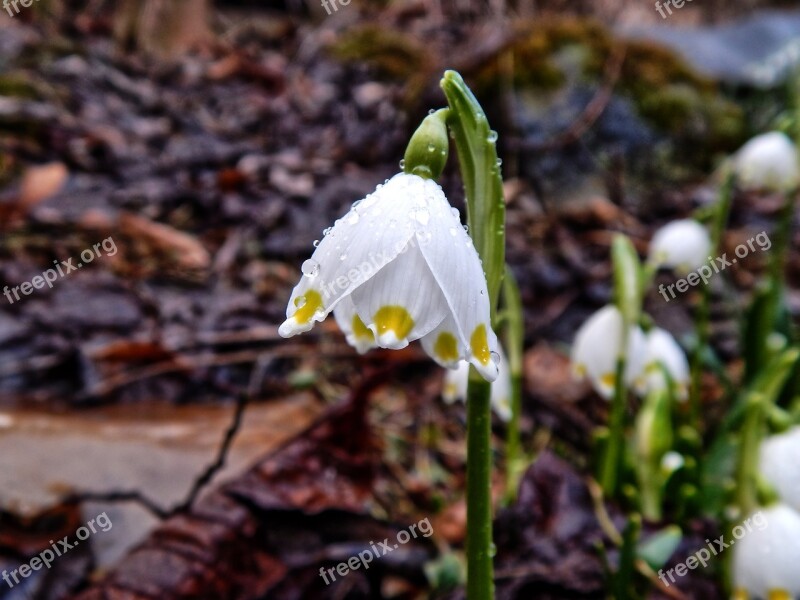 Snowflake Flower Nature Flowers Garden