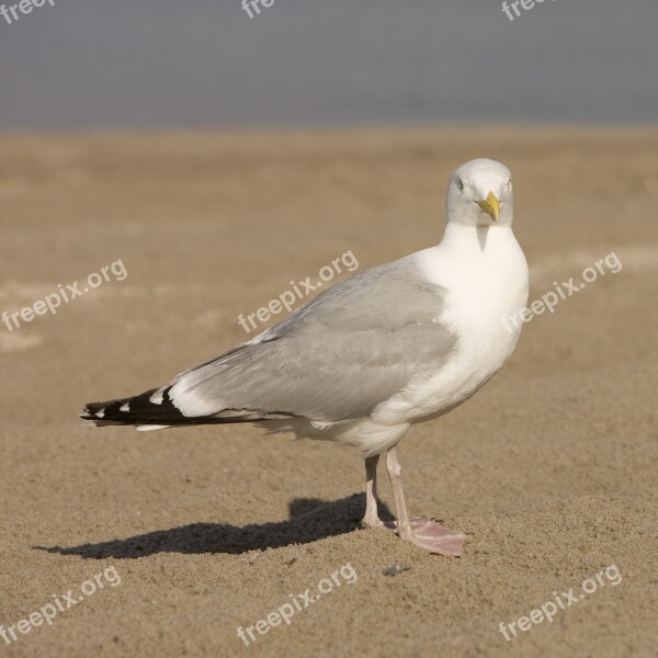 Seagull Beach North Sea Bird Most Beach