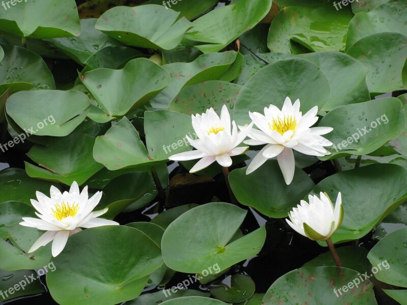 Lily Pads Pond Wetlands Nature Waterlily