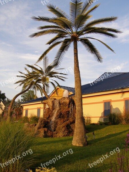 Palm Trees Wildwood Inn Kentucky Trees Palm Tree