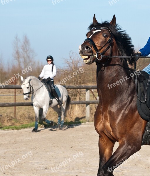 Horse Horseback Riding Mane Horses Free Photos