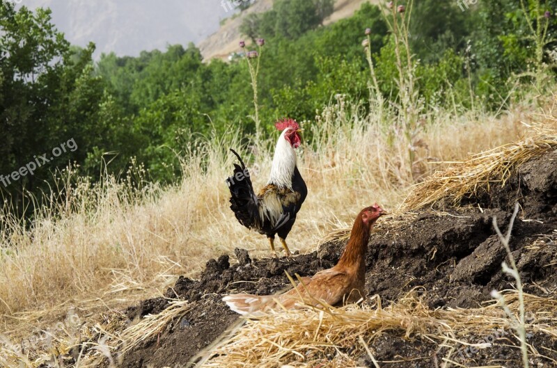 Rooster Hen Rooster Cock Chicken Hen