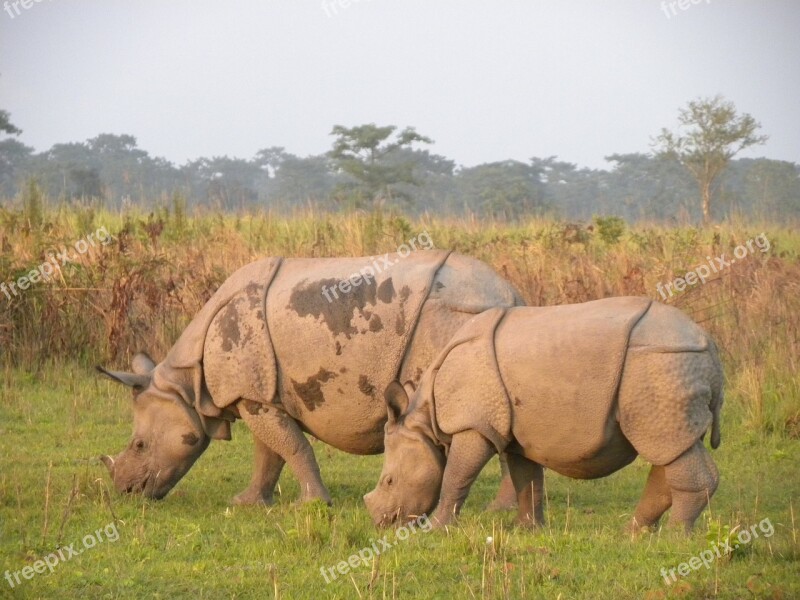 Manas Rhino Manas National Park Assam India Free Photos