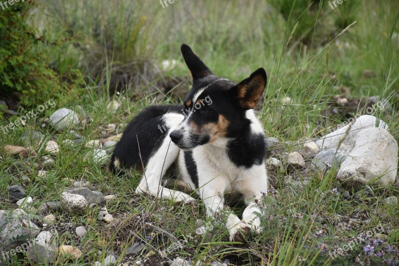 Animal Dog Tibetan Free Photos