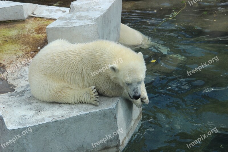 White Bear Zoo Summer Animals Water