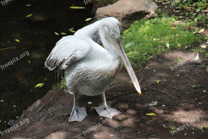 Moscow Zoo Zoo Irina Pelican Birds