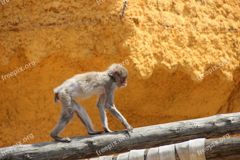 Moscow Zoo Zoo Monkey Yellow Free Photos