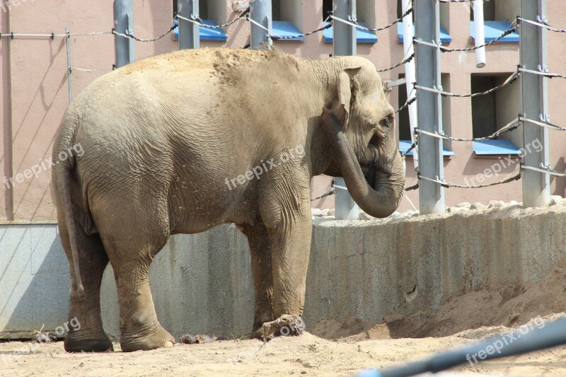 Moscow Zoo Zoo Elephant Summer Animals