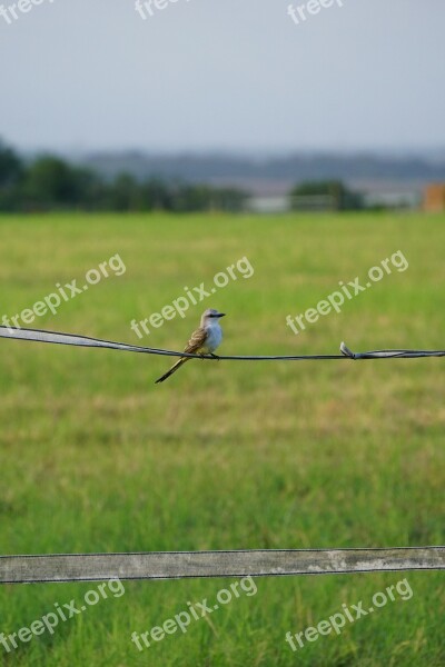 Hayfield Bird On A Wire Bird Free Photos