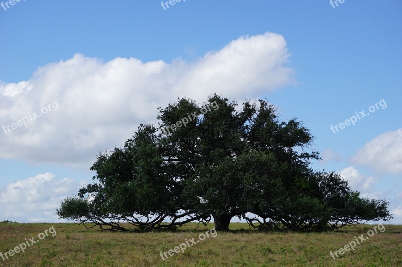 Tree Oak Tree Blue Sky Free Photos