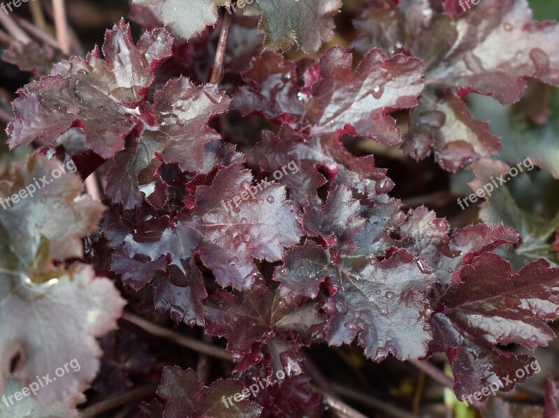 Heuchera Alumroot Coral Bells Flowering Plant Plant