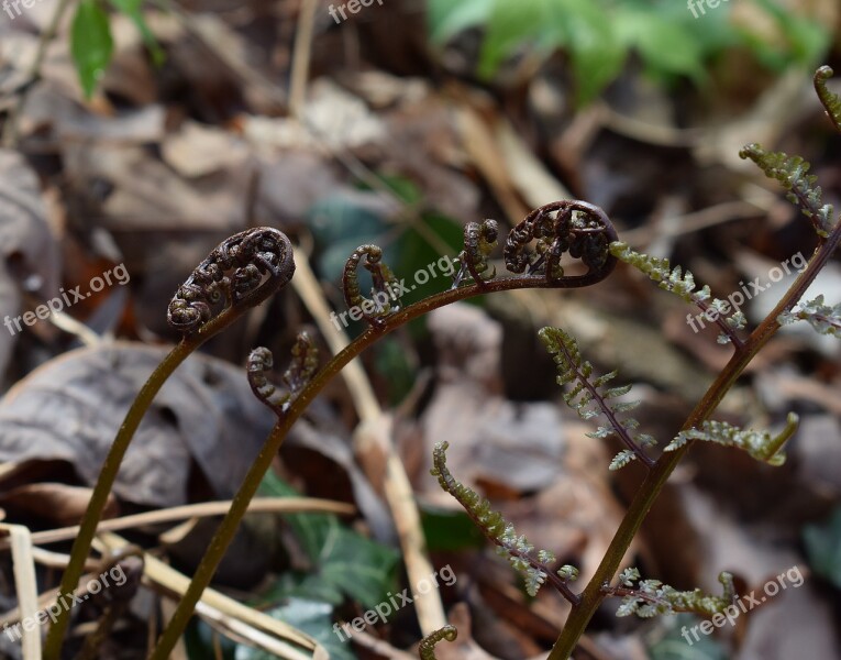 Ferns Unfurling Ferns Plant Fiddleheads New