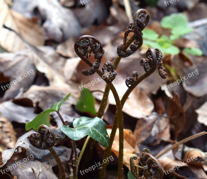 Ferns Unfurling Ferns Plant Fiddleheads New