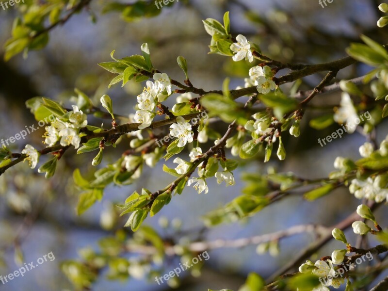 Plum Branch Plum Branch Tree Spring