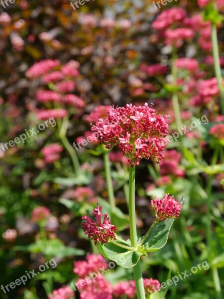 Flower Red Garden Close Up Nature Summer