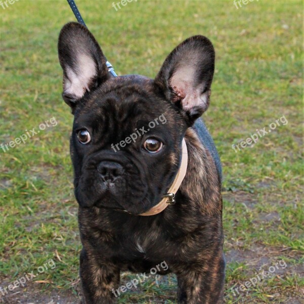 Dog French Bulldog Puppy Pet Free Photos