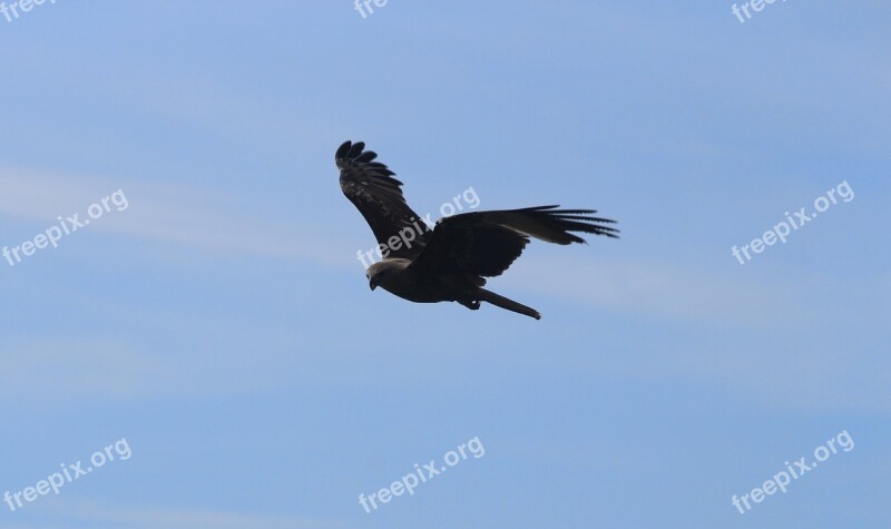 Eagle Sky Bird Nature Blue