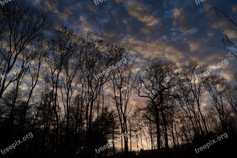 Silhouetted Trees Silhouette Landscape Nature Sky