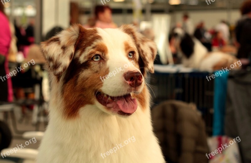 Australian Shepherd Dog Pet Dogshow Portrait