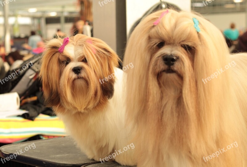 Dogshow Lhasa Apso Dog Long-haired Father And Daughter