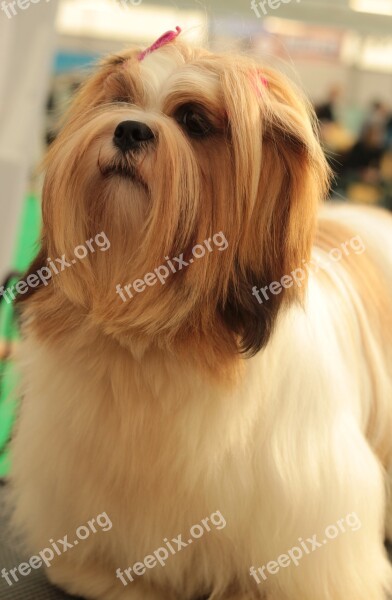 Dogshow Lhasa Apso Dog Long-haired Young