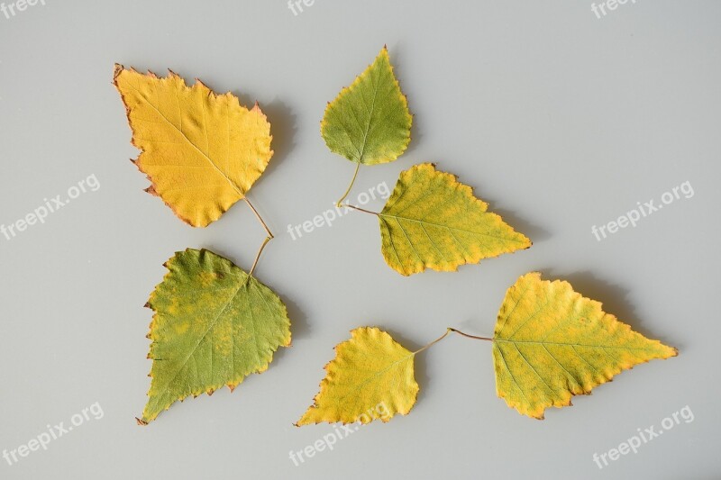 Sheet Leaves Yellow Green Multi Colored