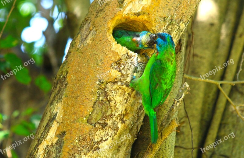 Colored Birds Bird Feed Wildlife Daan Forest Park