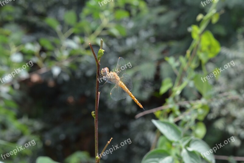 Helicopter Fly Nature Insert Green