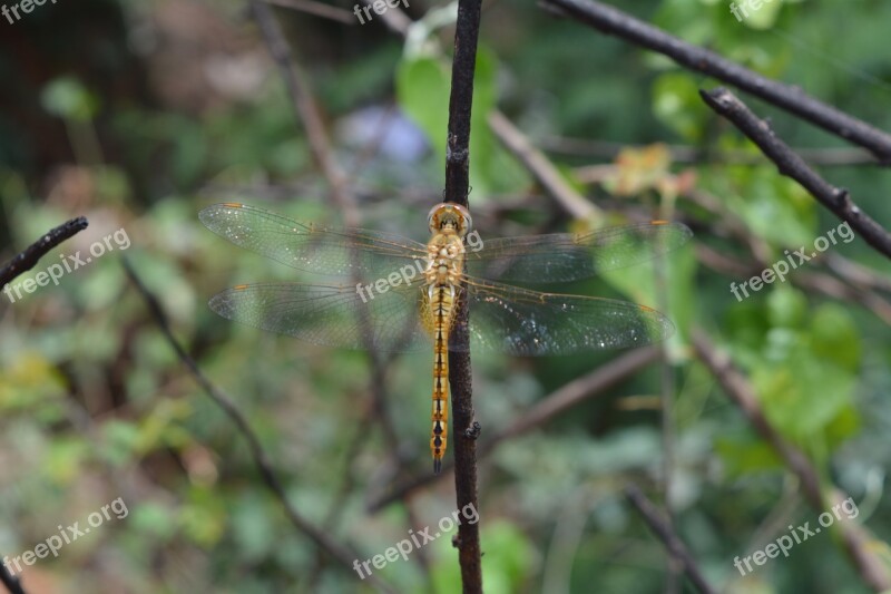 Helicopter Fly Nature Insert Green