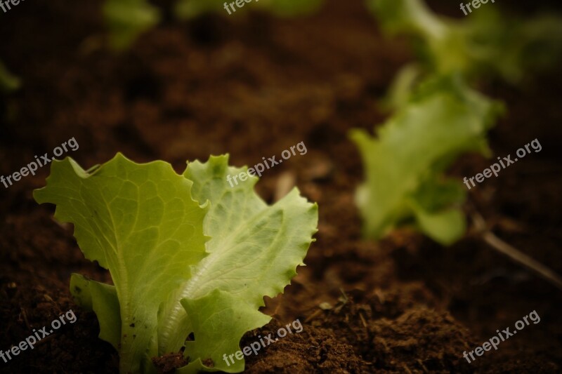 Plant Lettuce Plantation Harvest Salad