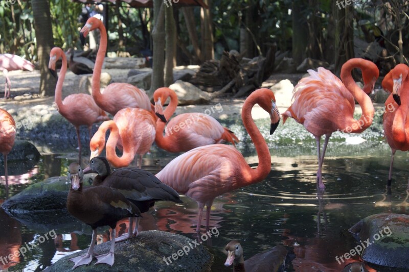 Birds Tabasco Flemish Nature Green