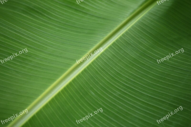 Hydroponic Agriculture Puerto Rico Green Free Photos