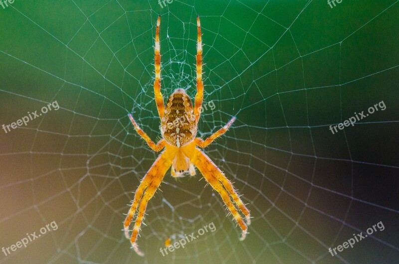 Spider Web Cobweb Close Up Animal