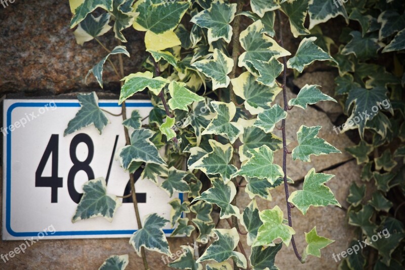 Ivy Stone Wall Civic Number Leaf Nature