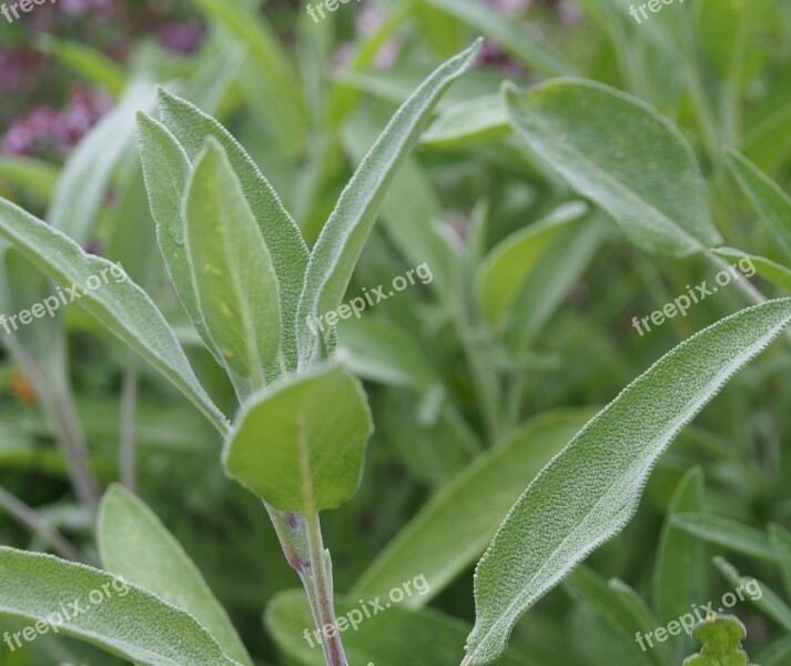 Sage Herbs Vegetable Health Garden Plant