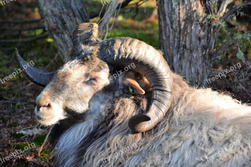 Sheep Drenthe Drenthe Heath Sheep Horns Free Photos