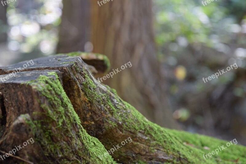 Trees Old Trees Moss Forest Nature