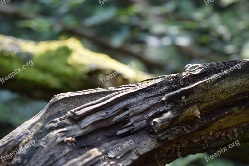 Trees Old Trees Moss Forest Nature