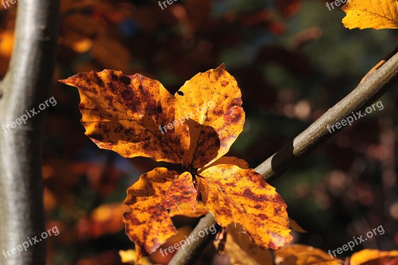 Foliage Zeschłe List Beech Leaves Sprig Autumn