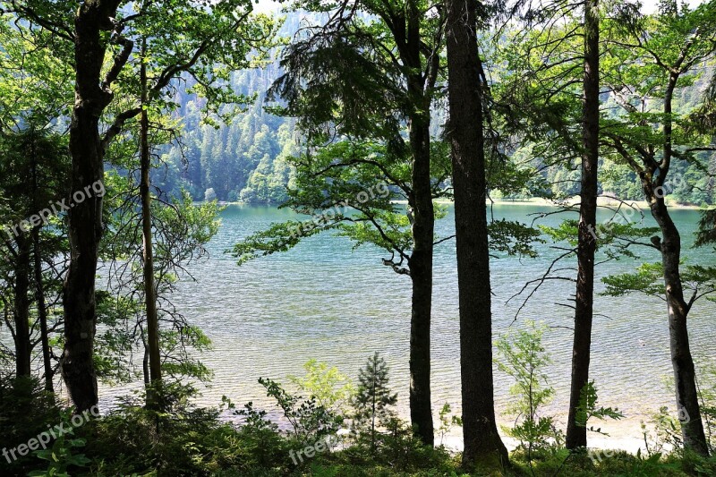 Forest Feldberg Landscape Mountain Germany