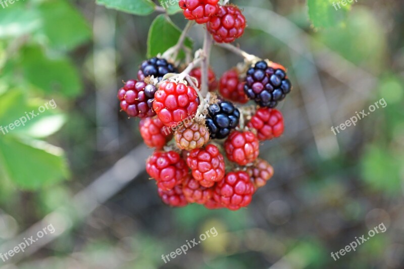 Raspberry Tree Nature Fruit Delicious