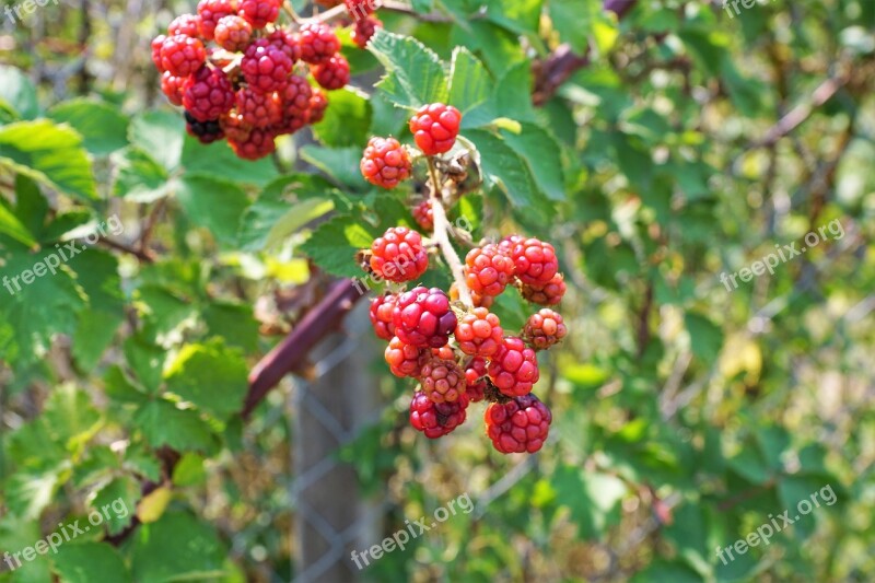 Raspberry Tree Nature Fruit Delicious